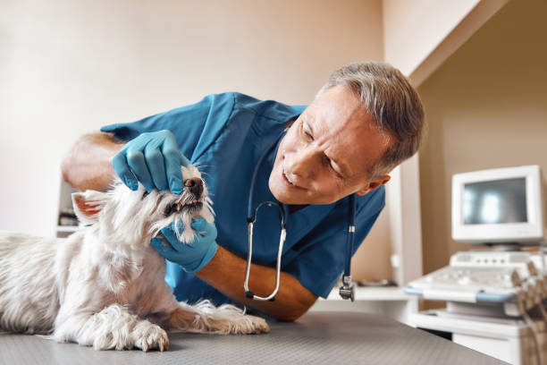 Best Dentist for Dental Trauma  in Village Of The Branch, NY